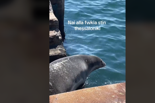 Φώκια στον Θερμαϊκό